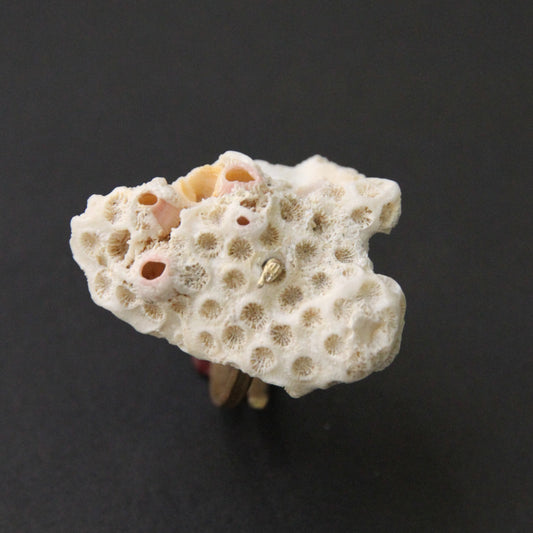 Anillo de coral